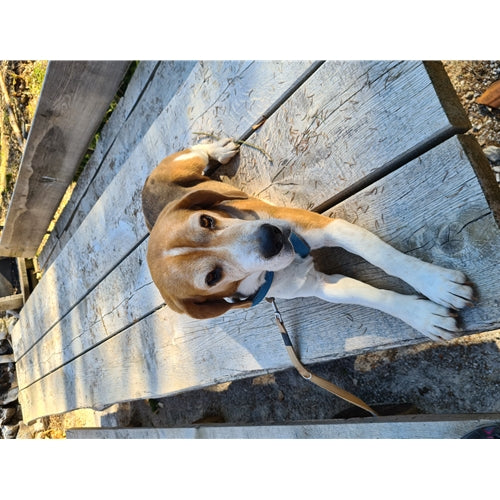 Mr.Pet spletna trgovina