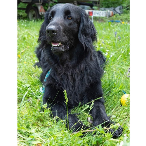 Mr.Pet spletna trgovina