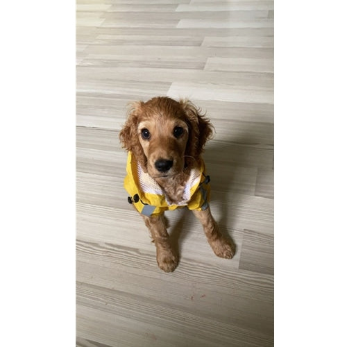 Mr.Pet spletna trgovina