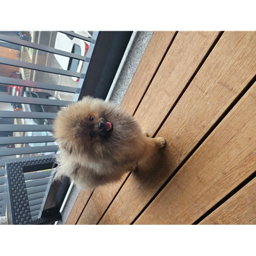 Mr.Pet spletna trgovina