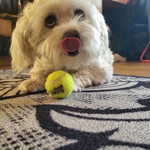 Mr.Pet spletna trgovina
