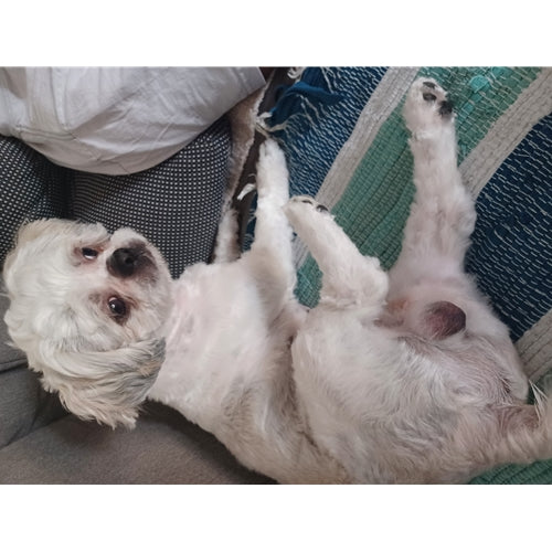 Mr.Pet spletna trgovina
