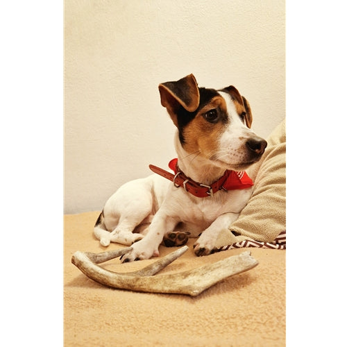 Mr.Pet spletna trgovina