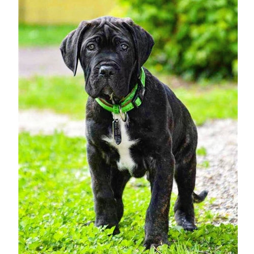 Mr.Pet spletna trgovina