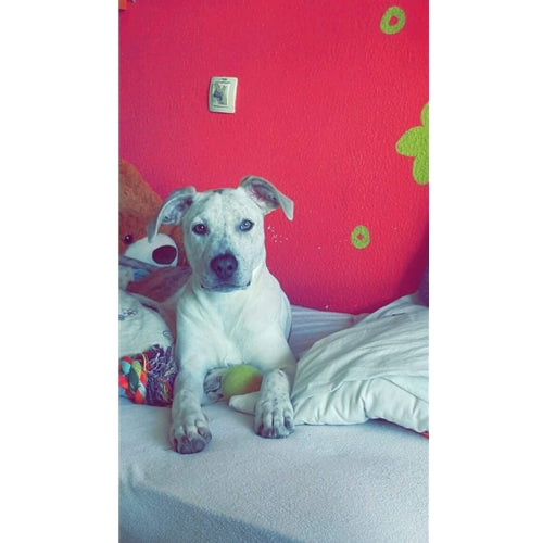 Mr.Pet spletna trgovina