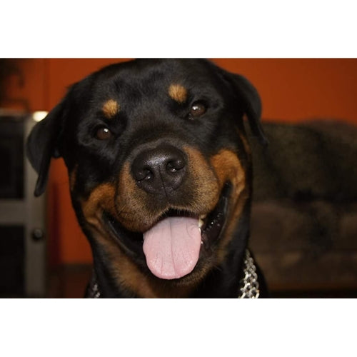 Mr.Pet spletna trgovina