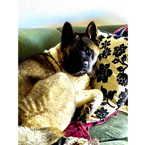Mr.Pet spletna trgovina