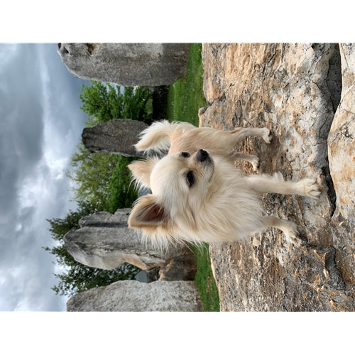 Mr.Pet spletna trgovina