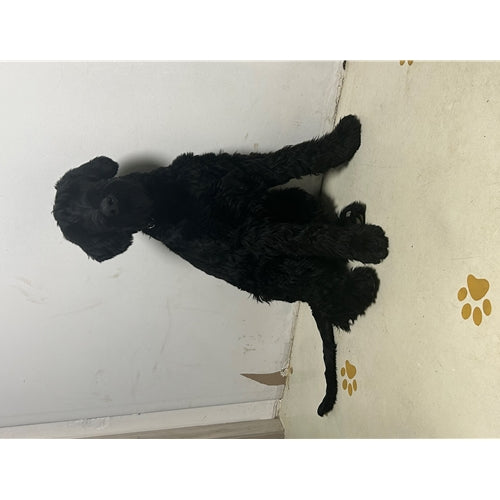 Mr.Pet spletna trgovina