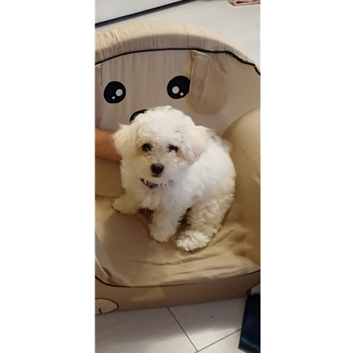 Mr.Pet spletna trgovina