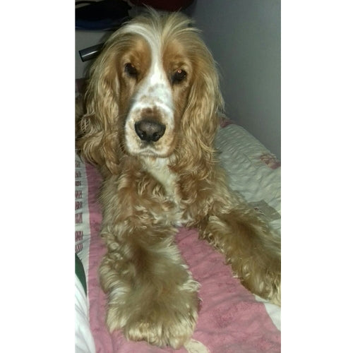 Mr.Pet spletna trgovina