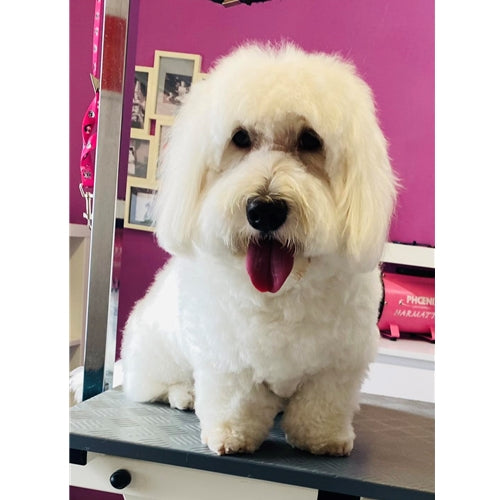 Mr.Pet spletna trgovina