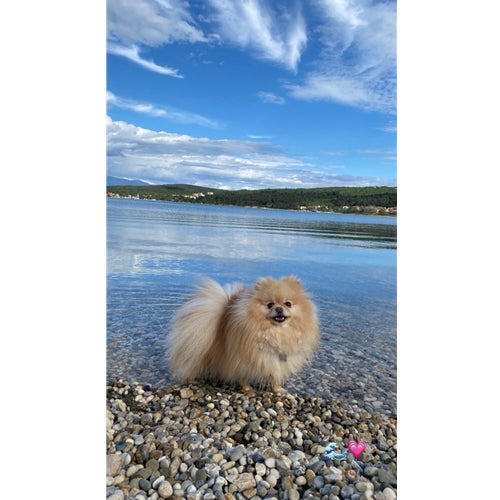 Mr.Pet spletna trgovina