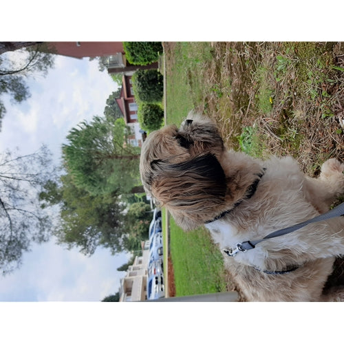 Mr.Pet spletna trgovina