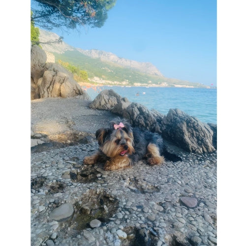 Mr.Pet spletna trgovina