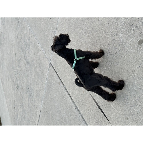 Mr.Pet spletna trgovina