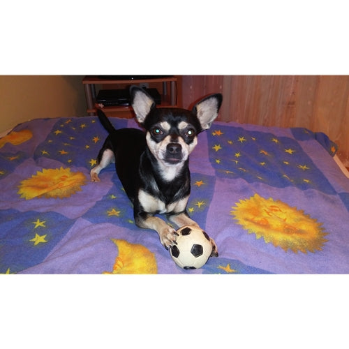Mr.Pet spletna trgovina