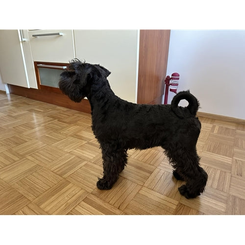 Mr.Pet spletna trgovina