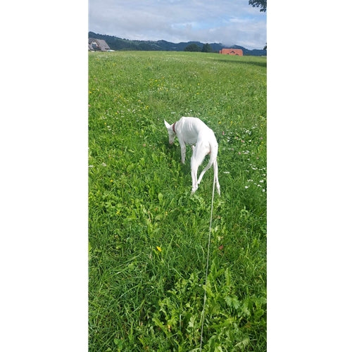 Mr.Pet spletna trgovina