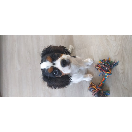 Mr.Pet spletna trgovina