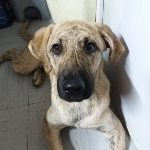Mr.Pet spletna trgovina