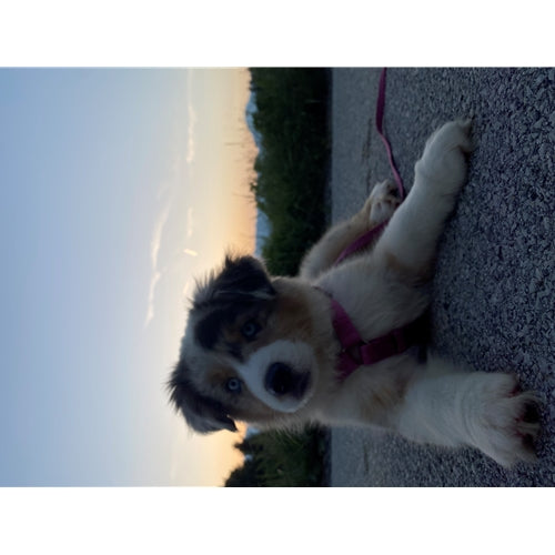 Mr.Pet spletna trgovina