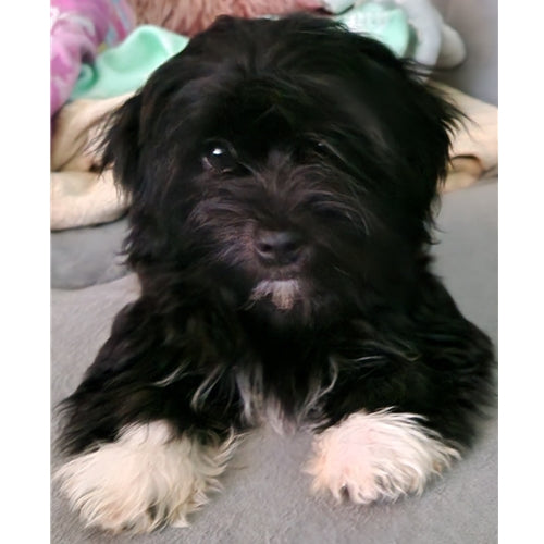 Mr.Pet spletna trgovina
