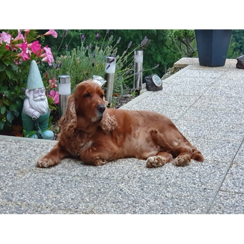 Mr.Pet spletna trgovina