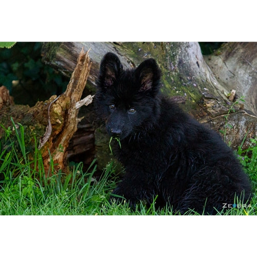 Mr.Pet spletna trgovina