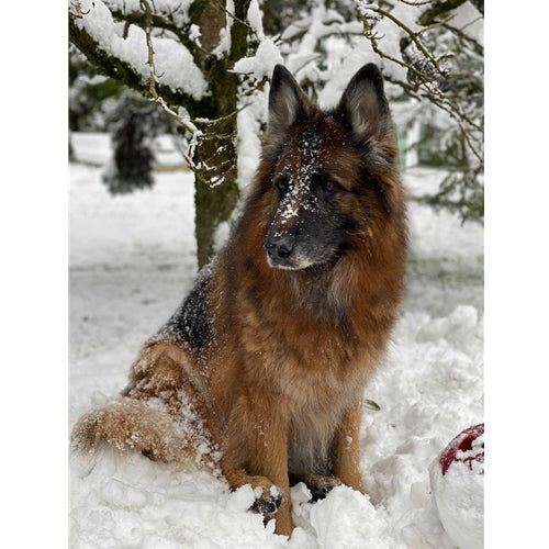 Mr.Pet spletna trgovina
