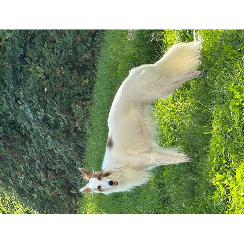 Mr.Pet spletna trgovina