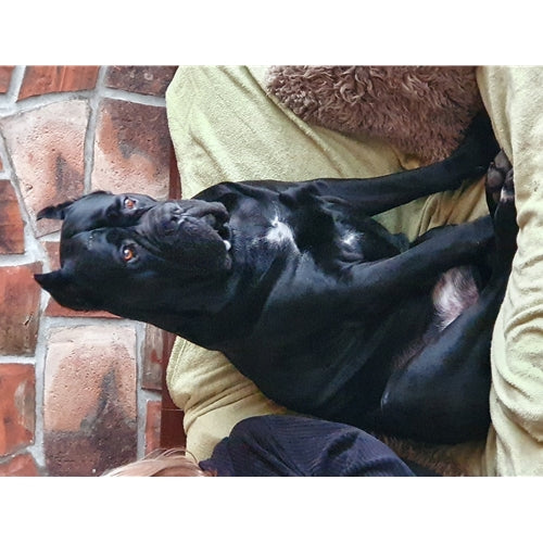 Mr.Pet spletna trgovina