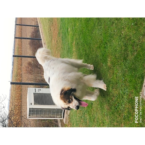 Mr.Pet spletna trgovina