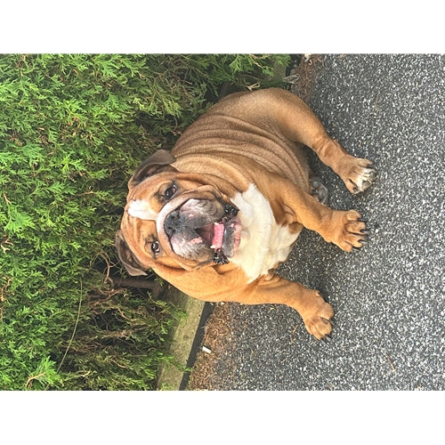 Mr.Pet spletna trgovina