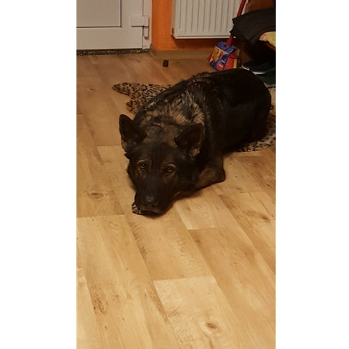 Mr.Pet spletna trgovina