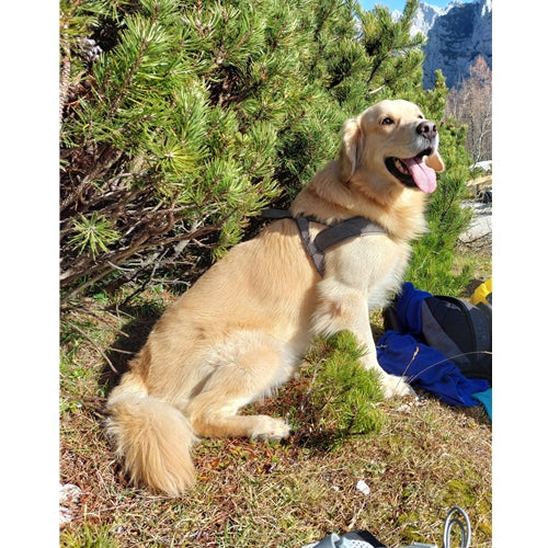 Mr.Pet spletna trgovina