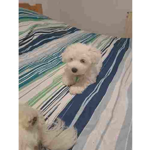 Mr.Pet spletna trgovina
