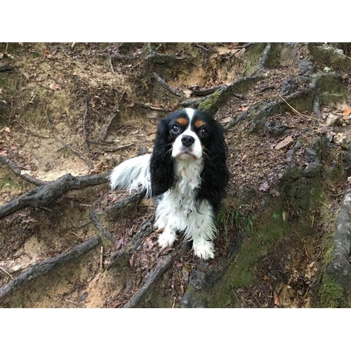 Mr.Pet spletna trgovina