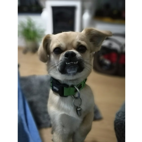 Mr.Pet spletna trgovina