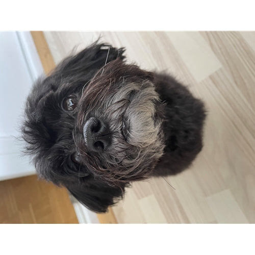 Mr.Pet spletna trgovina