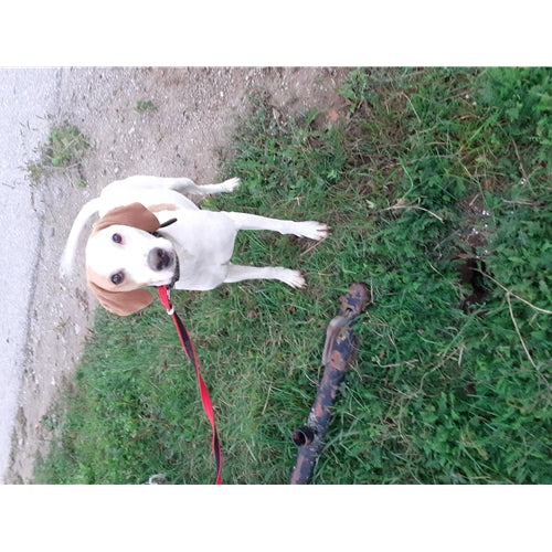 Spletna trgovina Mr.Pet