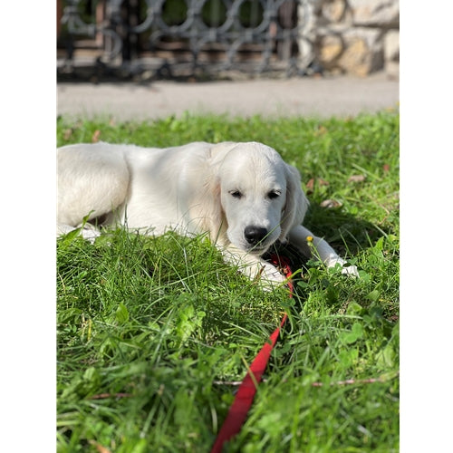 Mr.Pet spletna trgovina