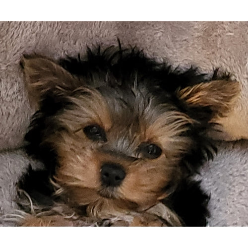 Mr.Pet spletna trgovina