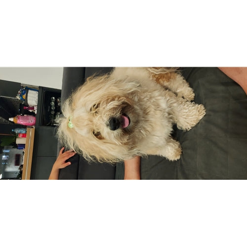 Mr.Pet spletna trgovina