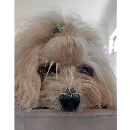 Mr.Pet spletna trgovina