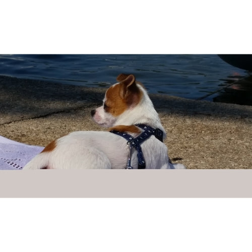 Mr.Pet spletna trgovina