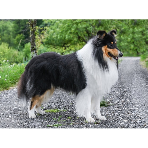 Mr.Pet spletna trgovina