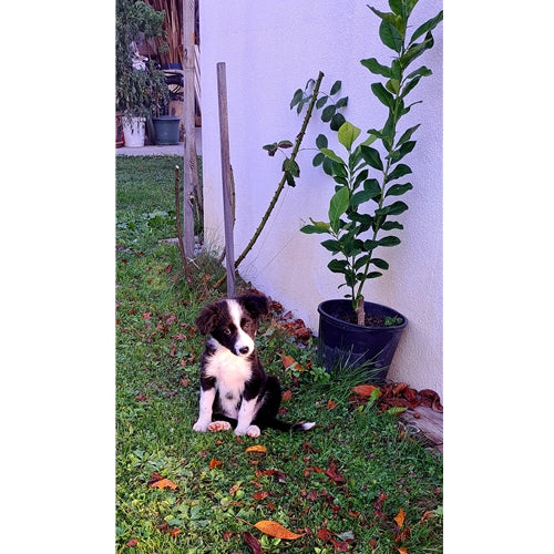 Mr.Pet spletna trgovina