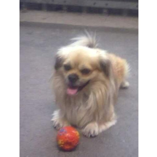 Mr.Pet spletna trgovina
