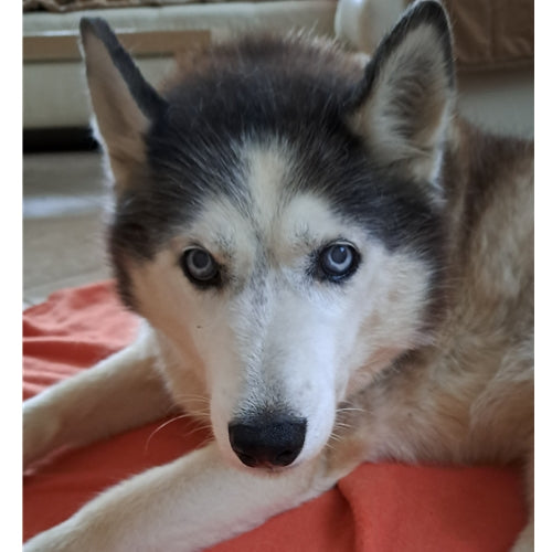 Mr.Pet spletna trgovina